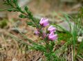 Calluna vulgaris